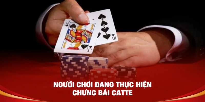 Người chơi đang thực hiện chưng bài Catte